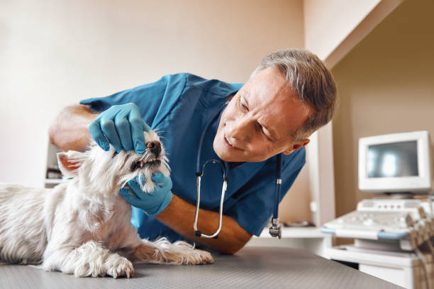 Best Broken Tooth Emergency  in Olean, NY